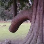 "La Séductrice En Herbe" qui pousse et se développe, comme mes désirs et mes fantasmes, qui demandent à être explorés et satisfaits, et qui est prête à être cueillie.