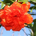 fleur de grenadier
