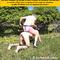 Attachée et offerte à un chien 
