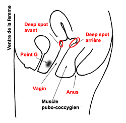 Le Deep Spot mieux que le point G