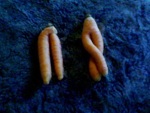 #22_Les carottes sont qu'deux!