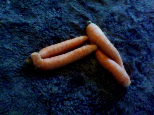 #22_Les carottes sont qu'deux!