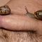 The new Mac-Pyridine Business Caviar and Snails-1