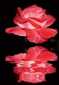 j aime les caresses