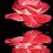 j aime les caresses